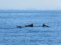 Около Хайфы замечена стая афалин с детенышами