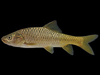 Иорданский химри (Carasobarbus canis)