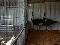 Страусы, кеклики и калифорнийский перепел. В Тамре конфискованы дикие животные
