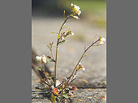 Резуховидки Таля (Arabidopsis thaliana)
