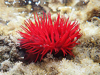 Актиния (Macrodactyla doreensis)