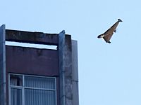 Walla: Украина использует израильские радары для борьбы с российскими БПЛА