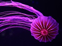 В мире медуз. Фоторепортаж из необычного музея во Флориде