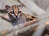 Впервые за 100 лет генетики описали новый вид кошачьих: Leopardus tilcayo из Боливии