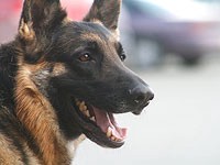 Мозг собак выделяет слова в человеческой речи по принципу, который считался характерным для людей