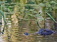 Во Флориде аллигатор убил пожилого рыбака