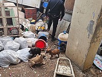 В деревне Масада на Голанах конфискованы собаки, содержавшиеся в плохих условиях В деревне Масада на Голанах конфискованы собаки, содержавшиеся в плохих условиях