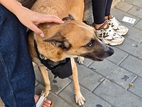 Житель Холона задержан по подозрению в жестоком обращении со своей собакой Житель Холона задержан по подозрению в жестоком обращении со своей собакой