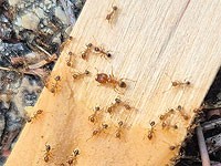 В Хайфе впервые обнаружен опасный инвазивный вид муравьев В Хайфе впервые обнаружен опасный инвазивный вид муравьев