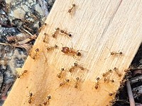 В Хайфе впервые обнаружен опасный инвазивный вид муравьев