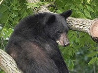 В США женский футбольный матч был прерван из-за медведей