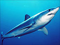 У побережья Акко выловлена серо-голубая акула весом 350 кг
