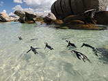 Современные пингвины