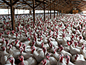 На птицеферме возле Кирьят-Гата обнаружен птичий грипп