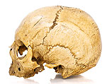 Палеонтологи обнаружили останки неизвестного ранее предка Homo sapiens