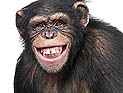 БАГАЦ запретил продажу в США обезьян для проведения опытов