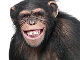 БАГАЦ запретил продажу в США обезьян для проведения опытов