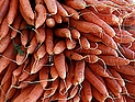Израильские овощеводы прекратили экспорт моркови в Россию