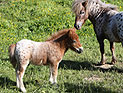 Три пони похищены из городского живого уголка Афулы