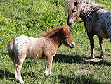 Три пони похищены из городского живого уголка Афулы