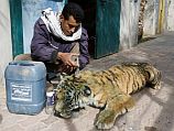 Владелец зоопарка Хан-Юниса бальзамирует издохшего тигра.