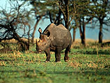 Самка носорога прибыла в "Сафари" из ЮАР