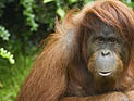 Проект Apps For Apes: орангутанги из Майами активно осваивают iPad