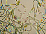 Морские водоросли cyanobacterium