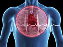 Ученые из Хайфы "перепрограммировали" клетки кожи в сердечную мышцу