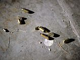 Стрельба на набережной в Бат-Яме: преступники открыли огонь в ресторане