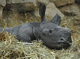 В рамат-ганском "Сафари" родился детеныш у белых носорогов
