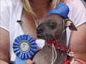 Самым уродливым псом мира признан восьмилетний Магли из Великобритании