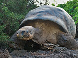 Одинокий Джордж &#8211; черепаха, считавшаяся символом Галапагосских островов 