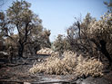 "Коль Исраэль": пожары в районе Ашдода и Ашкелона являются терактами