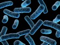 Первооткрыватели "внеземных" бактерий опровергли собственные выводы