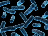 Первооткрыватели "внеземных" бактерий опровергли собственные выводы