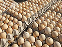 Миллионы контрабандных яиц поступили из ПА в израильские магазины