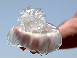 Морские экологи: около побережья Израиля сохраняется опасная концентрация медуз