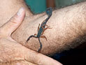 Саудовец из книги Гиннеса, поедающий скорпионов, стал героем израильского ТВ. ВИДЕО 