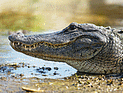 Мужчина, которому крокодил откусил руку, обвинен в незаконном кормлении рептилии