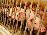 Израиль поставит Китаю технологию контроля над свинофермами