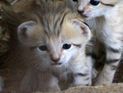 Три недели назад в рамат-ганском "Сафари" родились четыре песчаных котенка. Им предстоит возродить популяцию песчаных котов в дикой природе Израиля. 