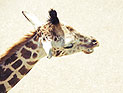 Посетители зоопарка в Кирьят-Моцкине "убили" жирафа Джабара
