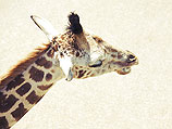Посетители зоопарка в Кирьят-Моцкине "убили" жирафа Джабара