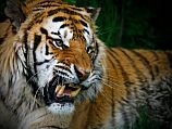 Тигр убил сотрудницу кельнского зоопарка и был застрелен