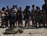Израильские ученые вылечили четырех морских черепах и выпустили их в море