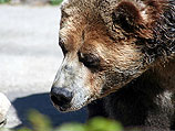 Медведь едва не затащил в клетку девочку, пришедшую в зоопарк с пьяной матерью