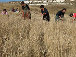 Уборка урожая в окрестностях Маале Левона. 2010-й год