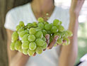 Израильские ученые доказали: виноград помогает бороться с раком