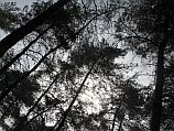 В Кармельском лесу выкорчеваны старые деревья: лесники говорят о мести браконьеров